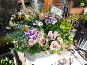 スタッフ作の寄せ植え