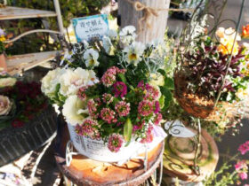 スタッフ作の寄せ植え