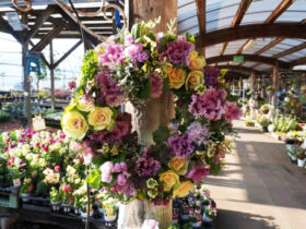 スタッフ作の寄せ植え