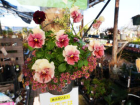 スタッフ作の寄せ植え