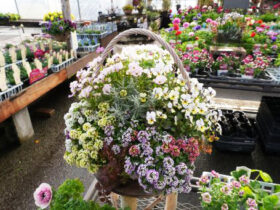 スタッフ作の寄せ植え