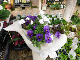 スタッフ作の寄せ植え