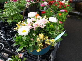 スタッフ作の寄せ植え