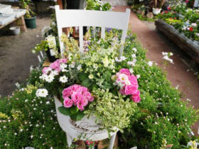 スタッフ作の寄せ植え