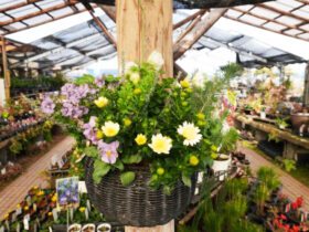 スタッフ作の寄せ植え