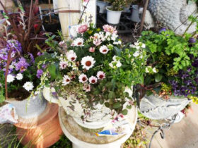 スタッフ作の寄せ植え