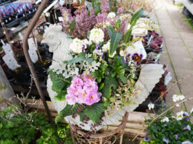 スタッフ作の寄せ植え