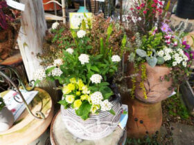 スタッフ作の寄せ植え