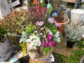 スタッフ作の寄せ植え