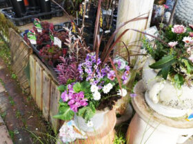 スタッフ作の寄せ植え