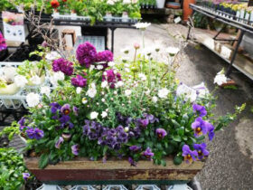 スタッフ作の寄せ植え