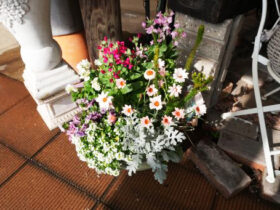 スタッフ作の寄せ植え