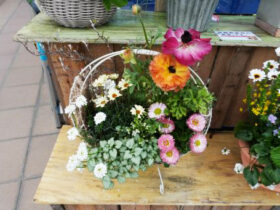 スタッフ作の寄せ植え