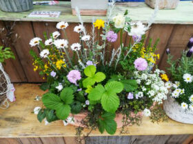 スタッフ作の寄せ植え