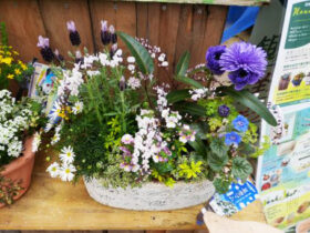 スタッフ作の寄せ植え