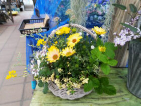 スタッフ作の寄せ植え