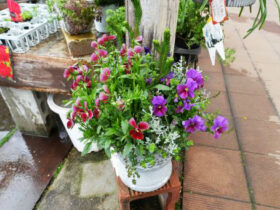 スタッフ作の寄せ植え