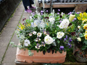 スタッフ作の寄せ植え