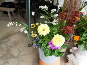 スタッフ作の寄せ植え