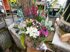 スタッフ作の寄せ植え