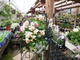 スタッフ作の寄せ植え