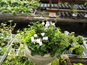 スタッフ作の寄せ植え