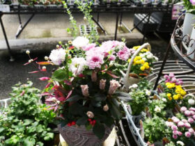 スタッフ作の寄せ植え
