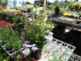 スタッフ作の寄せ植え