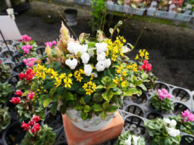 スタッフ作の寄せ植え