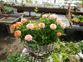 スタッフ作の寄せ植え