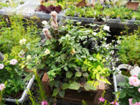 スタッフ作の寄せ植え