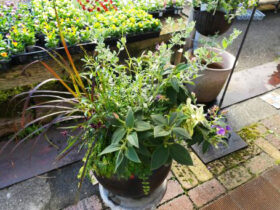 スタッフ作の寄せ植え