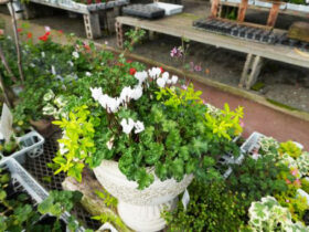 スタッフ作の寄せ植え