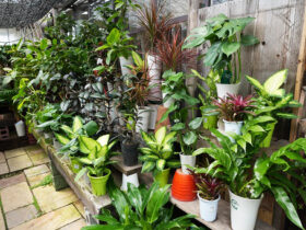 観葉植物５月の紹介