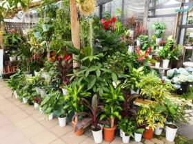 観葉植物５月の紹介