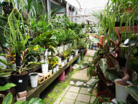 観葉植物５月の紹介