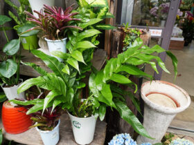 観葉植物５月の紹介