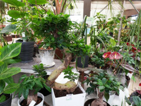 観葉植物５月の紹介