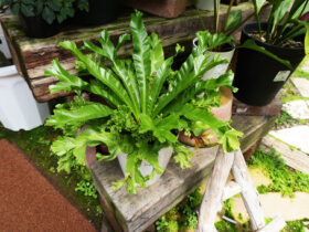 観葉植物５月の紹介