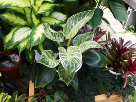 観葉植物５月の紹介