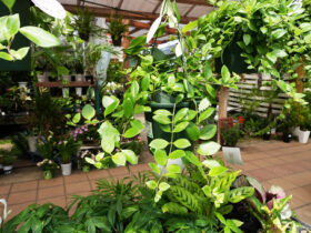 観葉植物５月の紹介