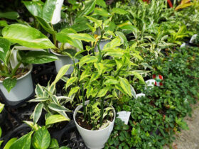 観葉植物５月の紹介