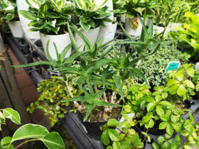 観葉植物５月の紹介