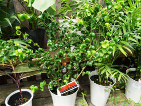 観葉植物５月の紹介