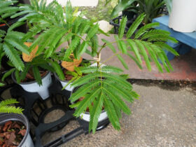 観葉植物５月の紹介