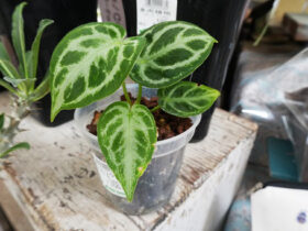 観葉植物６月の紹介