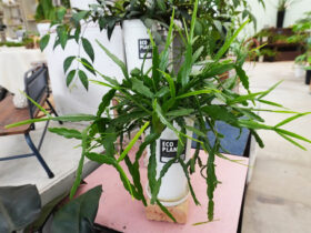 観葉植物６月の紹介