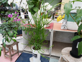 観葉植物６月の紹介