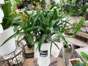 観葉植物６月の紹介