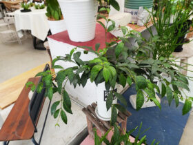 観葉植物６月の紹介